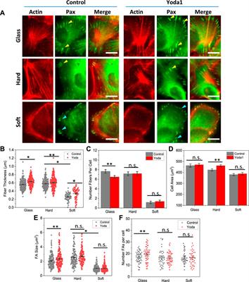 Epithelial cells sense local stiffness via Piezo1 mediated cytoskeletal reorganization